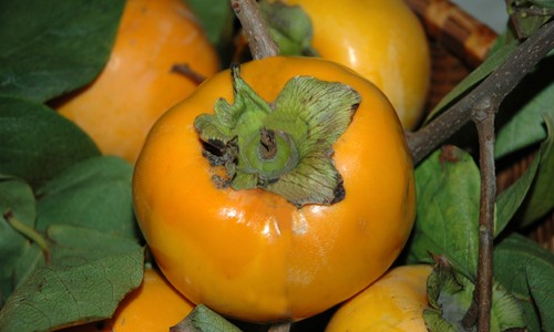 kaki napoletano