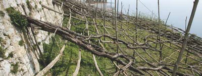 vigneti in costiera